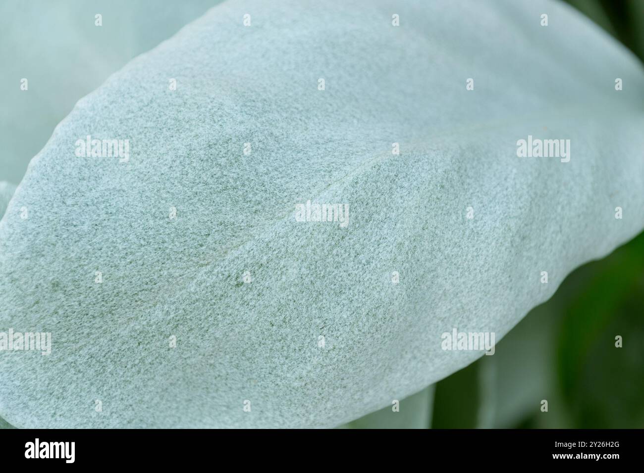 Feuille blanc argenté de canicans Senecio, gros plan. ailes d'ange, chou de mer. Banque D'Images