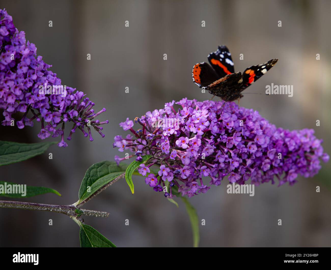 Un papillon rouge amiral vibrant avec des ailes noires et orange perché sur une plante de Bouddleia (Buddleja Davida) Banque D'Images