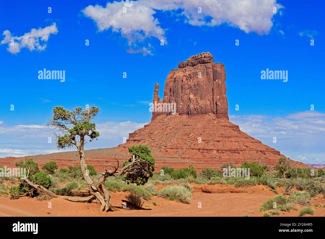 East Mitten derrière un vieil arbre de genévrier tordu sous un ciel bleu vif Banque D'Images