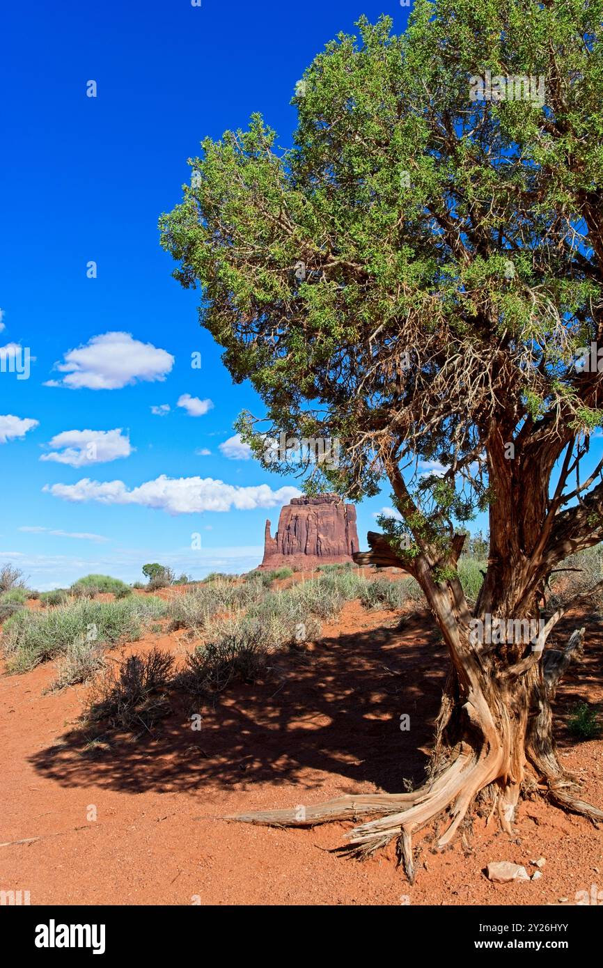 East Mitten butte encadrée par un vieil arbre de genévrier tordu, ombre Banque D'Images