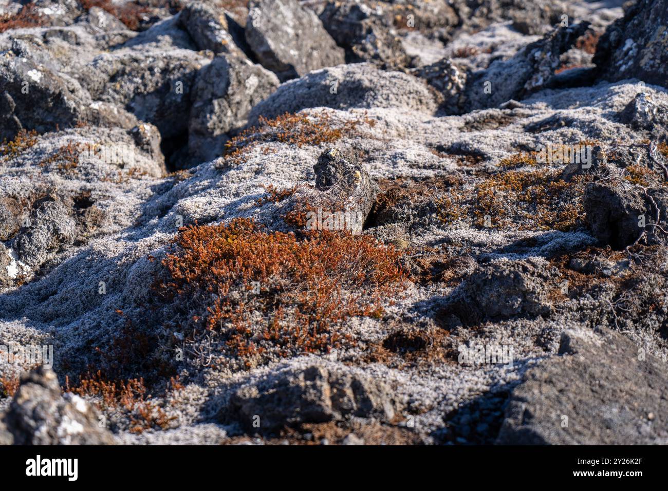 Les lichens vibrants poussent sur les roches volcaniques noires, présentant un environnement primitif. Péninsule de Reykjavik, Islande. Banque D'Images
