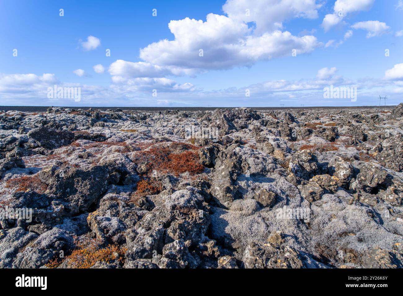 Les lichens vibrants poussent sur les roches volcaniques noires, présentant un environnement primitif. Péninsule de Reykjavik, Islande. Banque D'Images