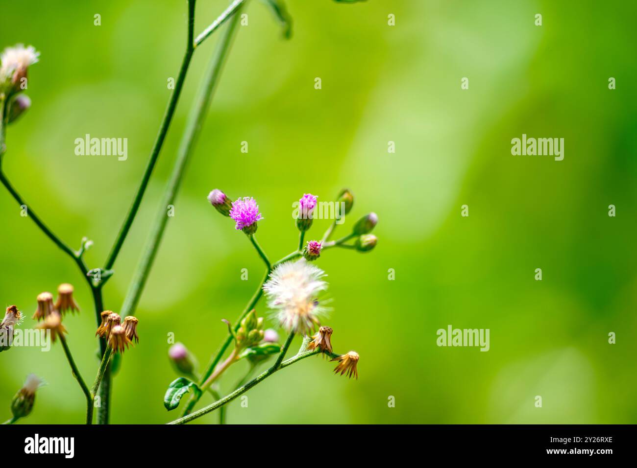 Cette photographie enchanteresse capture l'herbe Cyanthillium de fleurs sauvages en pleine floraison sur un fond vert doux. Le gros plan met en évidence Banque D'Images