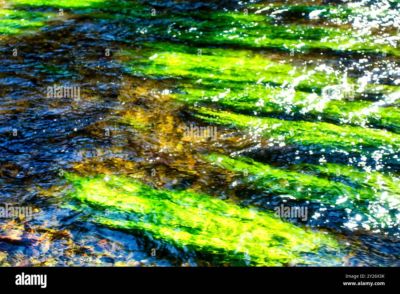 Vue sur la surface de l'eau de la rivière Würm avec des algues vertes intenses et des plantes, avec mouvement de l'eau Banque D'Images