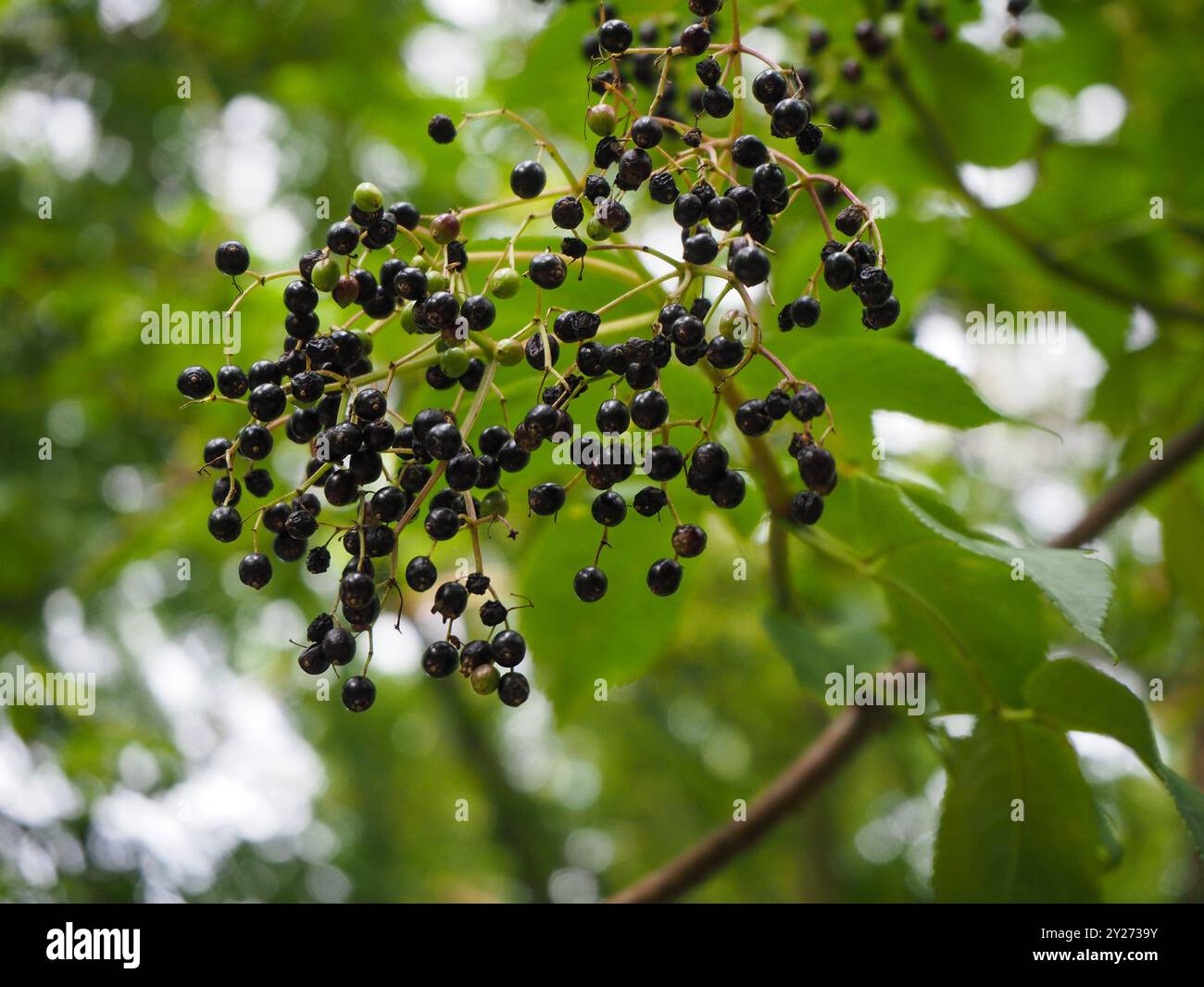 Elder Berries Sambucus Nigra Banque D'Images