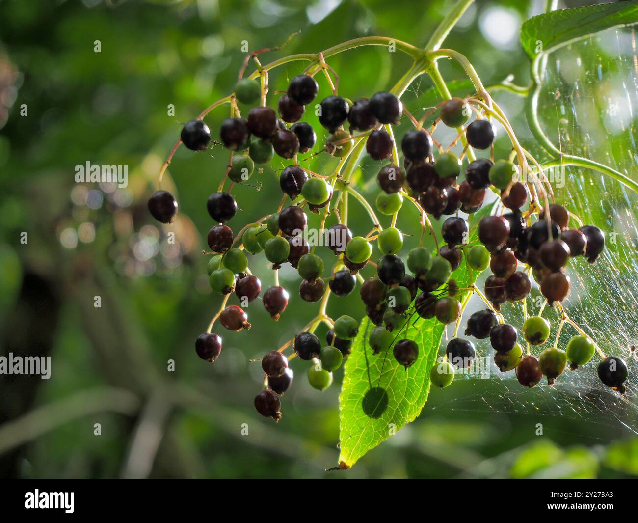 Elder Berries Sambucus Nigra Banque D'Images