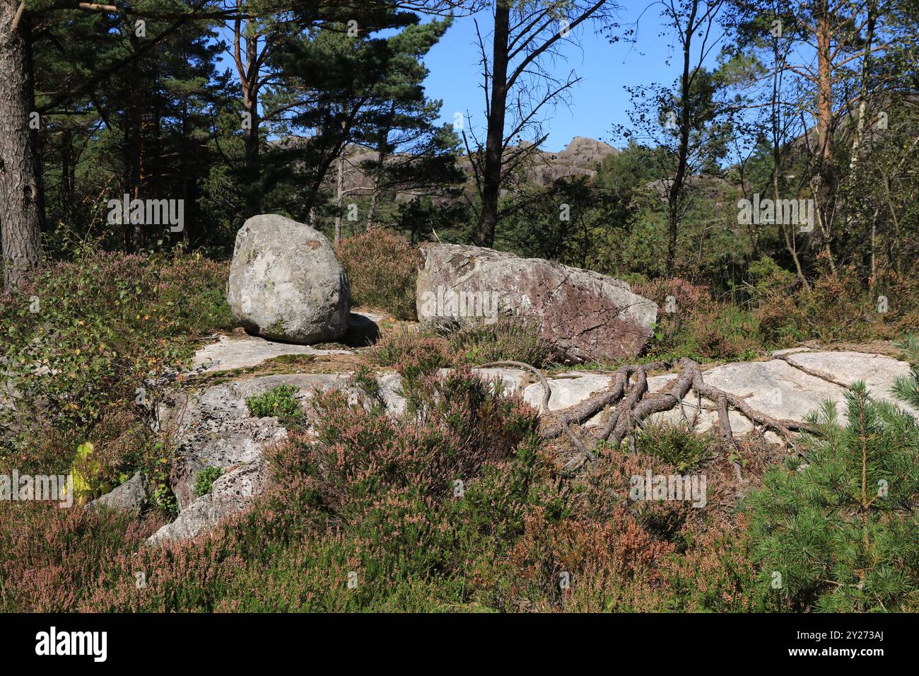 Rocher rond dans une forêt près de Hellvik, Norvège. Banque D'Images