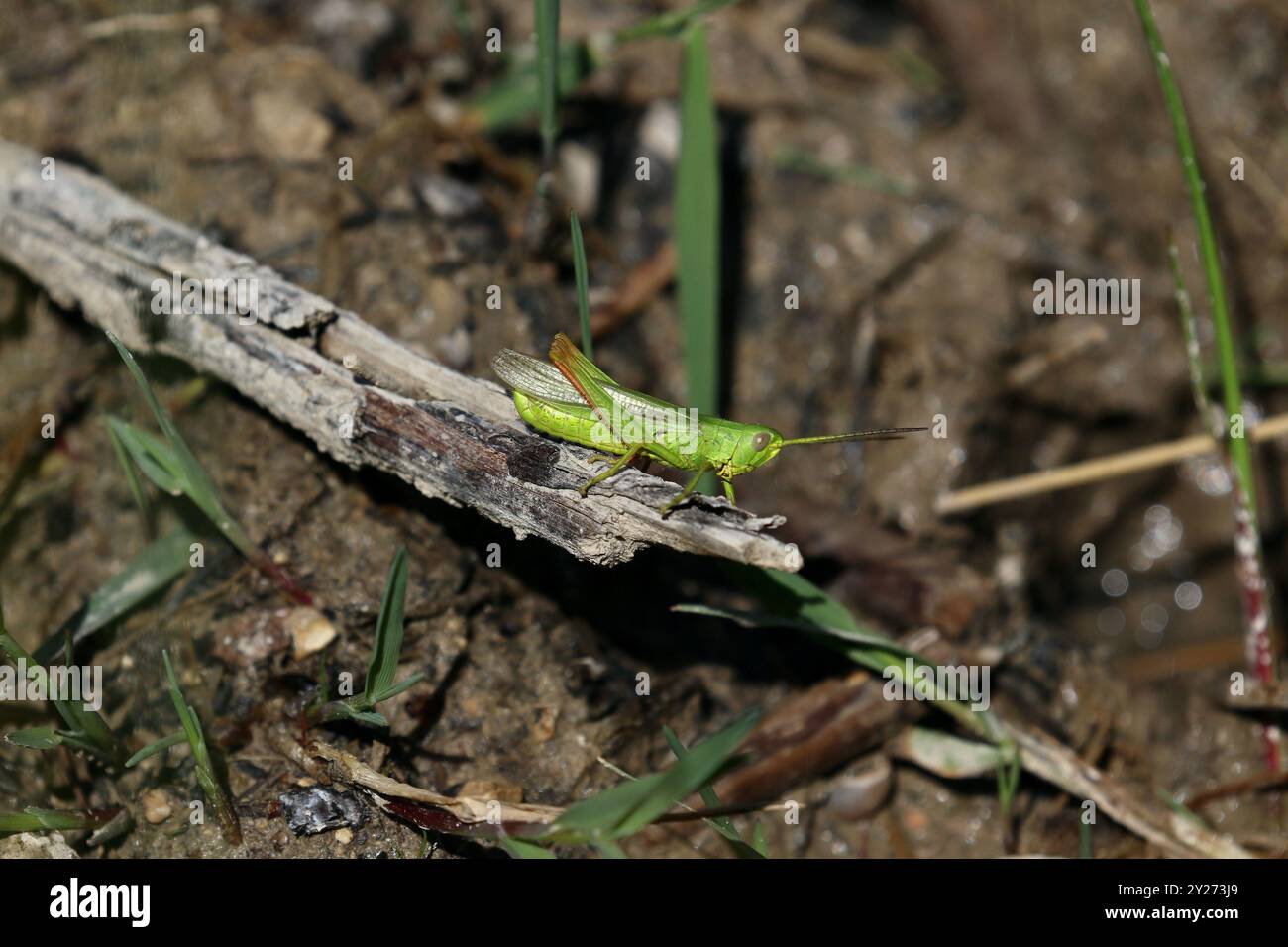 Grande Grasshopper verte en Espagne - Chorthippus jucundus Banque D'Images