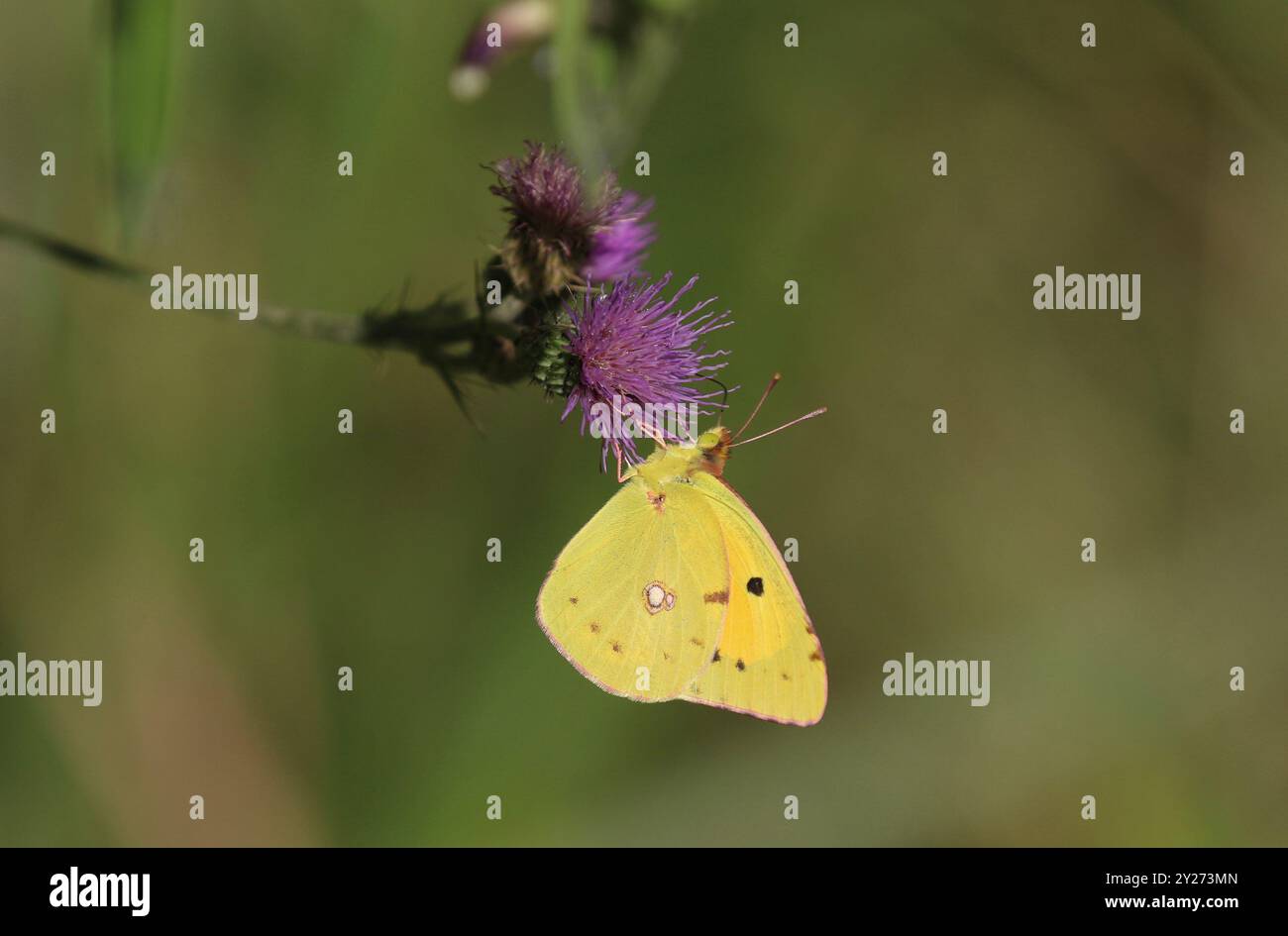 Papillon jaune nuageux mâle - Colias crocea Banque D'Images