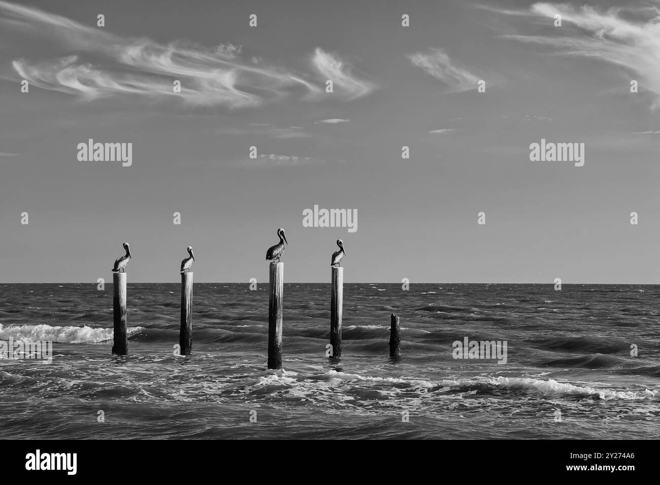 Pélicans reposant sur l'empilement de restes de jetée sur la plage de Floride avec beau ciel de coucher de soleil en arrière-plan Banque D'Images