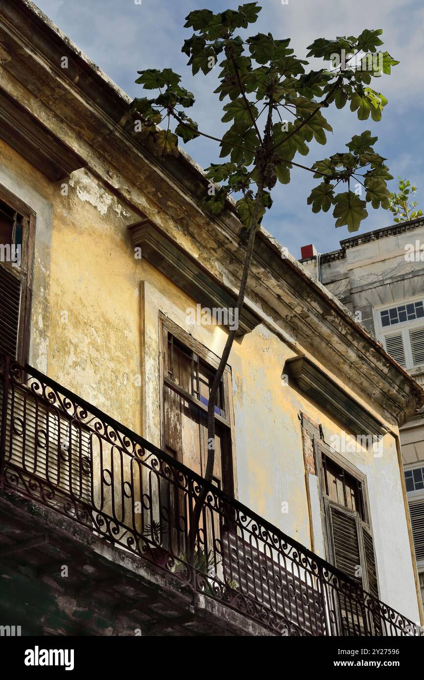 699 balcon étroit-long avec pots de plantation sur une façade ébréchée de maison de style colonial, plante Cecropia surplombant l'espace Brasil Street. La Havane-Cuba. Banque D'Images