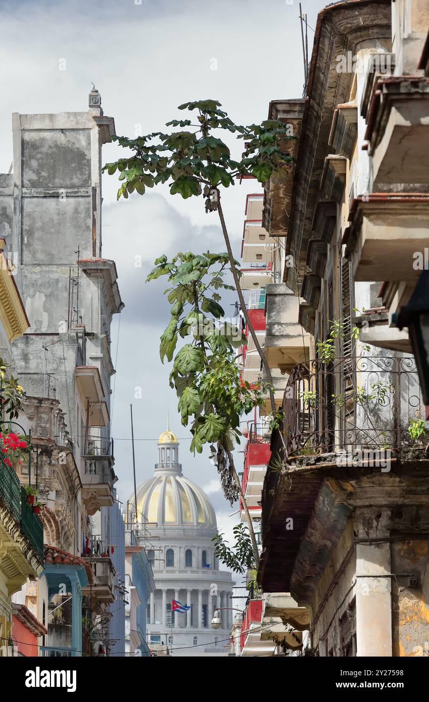 700 bâtiments de différentes hauteurs des deux côtés de Calle Brasil ou Teniente Rey Street avec le Capitolio -Capitole National- en arrière-plan. La Havane-Cuba. Banque D'Images