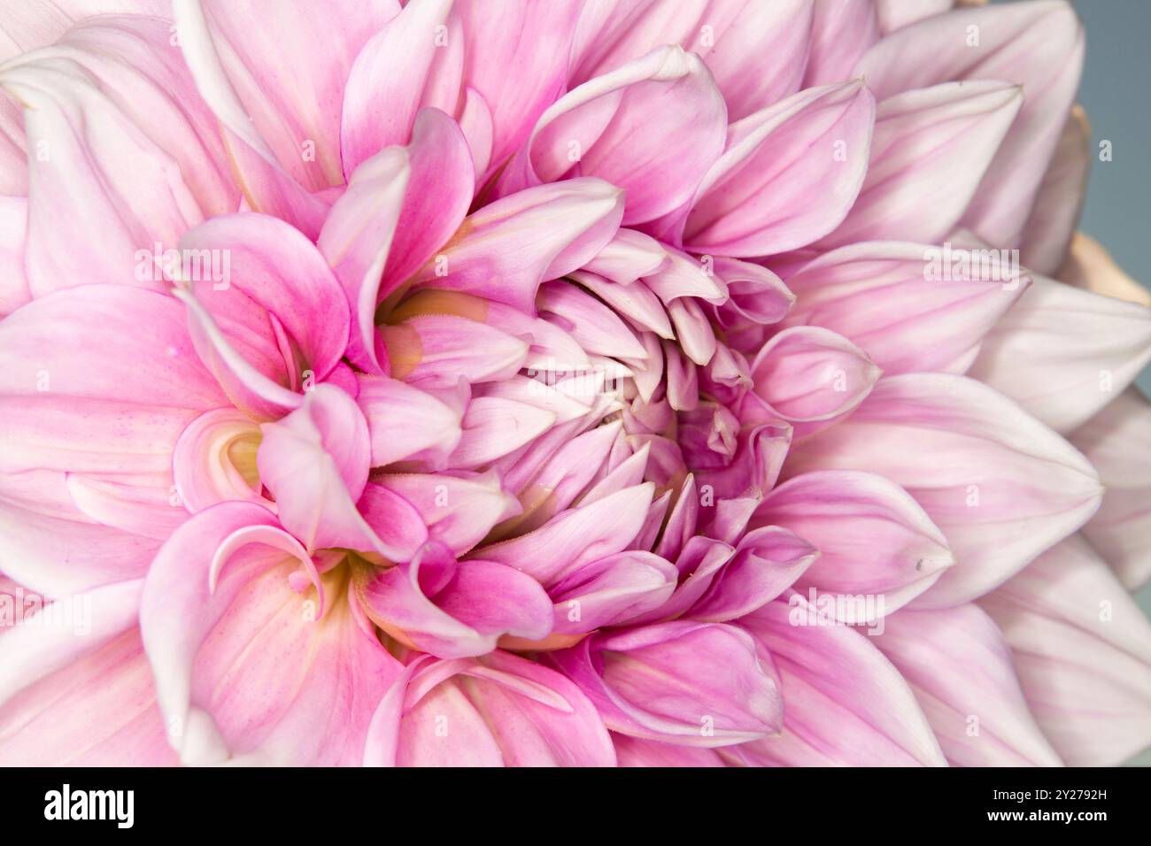 Plein cadre gros plan artistique, fantaisiste, douce, fleur de dahlia rose avec mise au point sélective. Banque D'Images