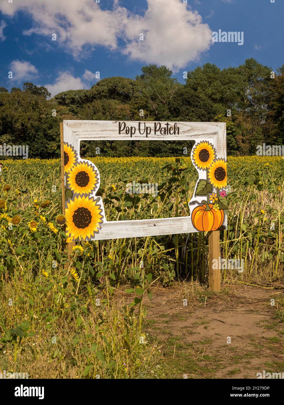 Cadre selfie dans un champ de tournesol pop-up britannique. Banque D'Images