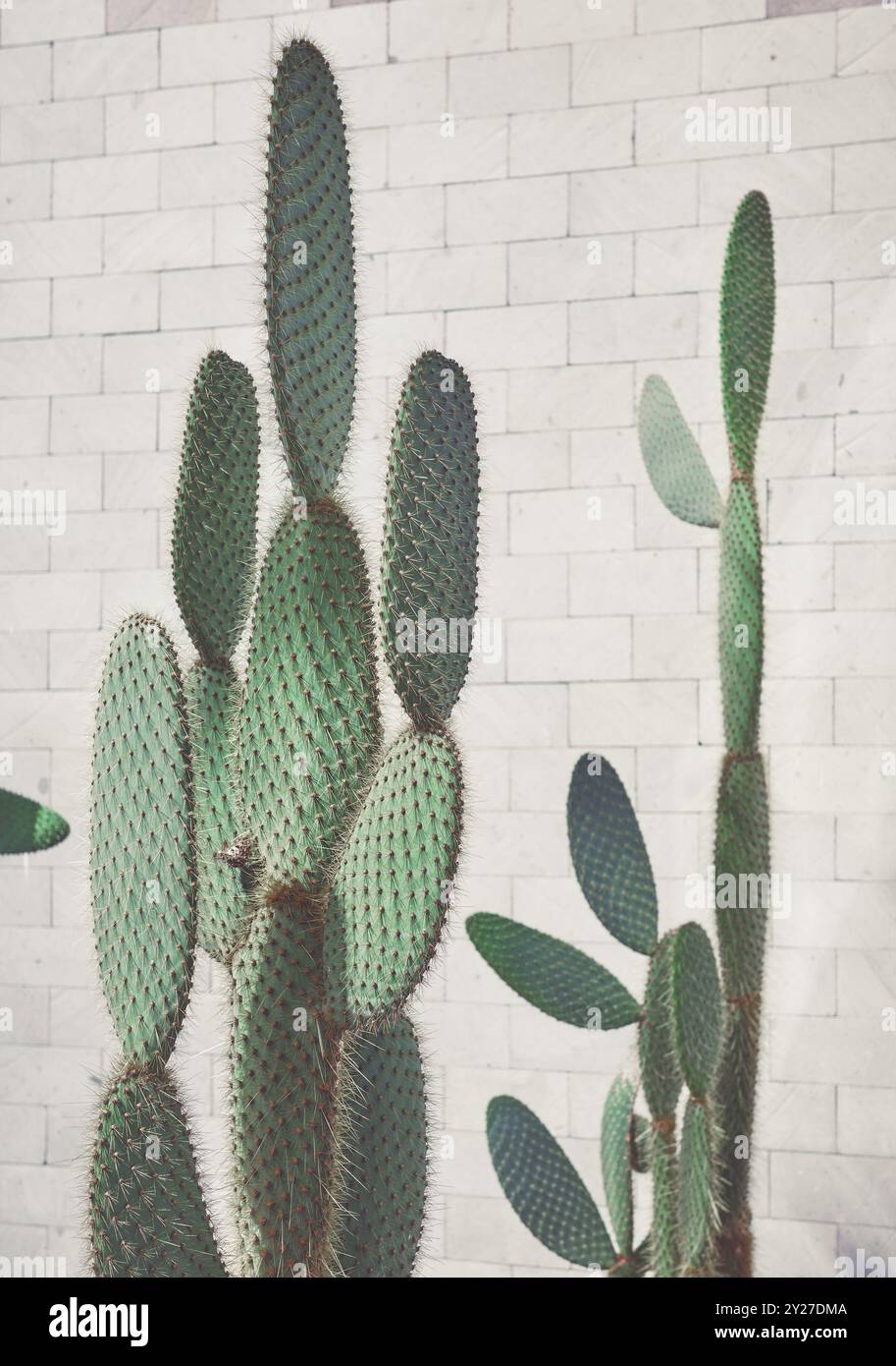 Cactus de barbarie contre le mur, mise au point sélective, coloration appliquée. Banque D'Images