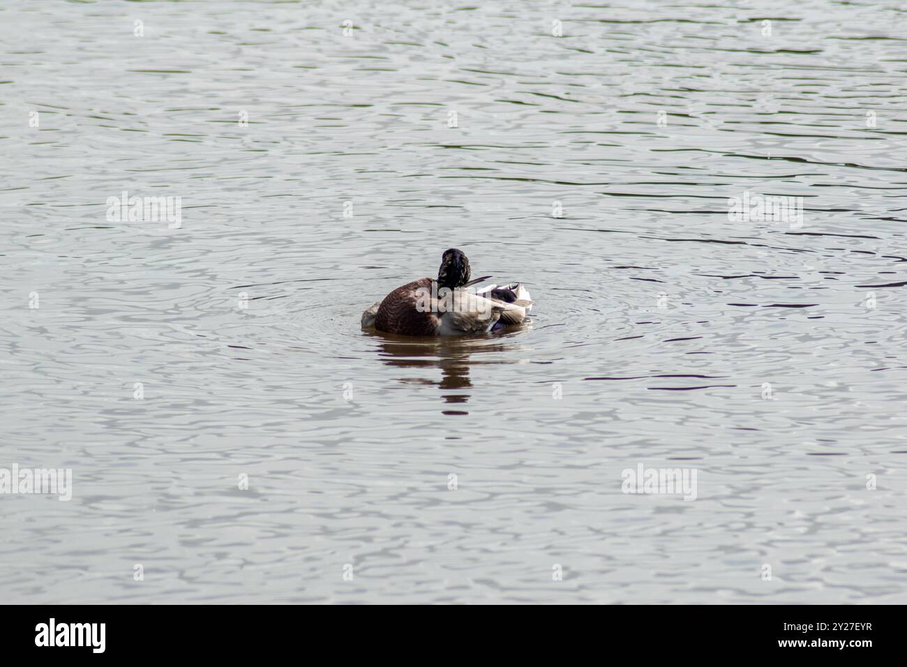 Nettoyage de canard sur l'eau Banque D'Images