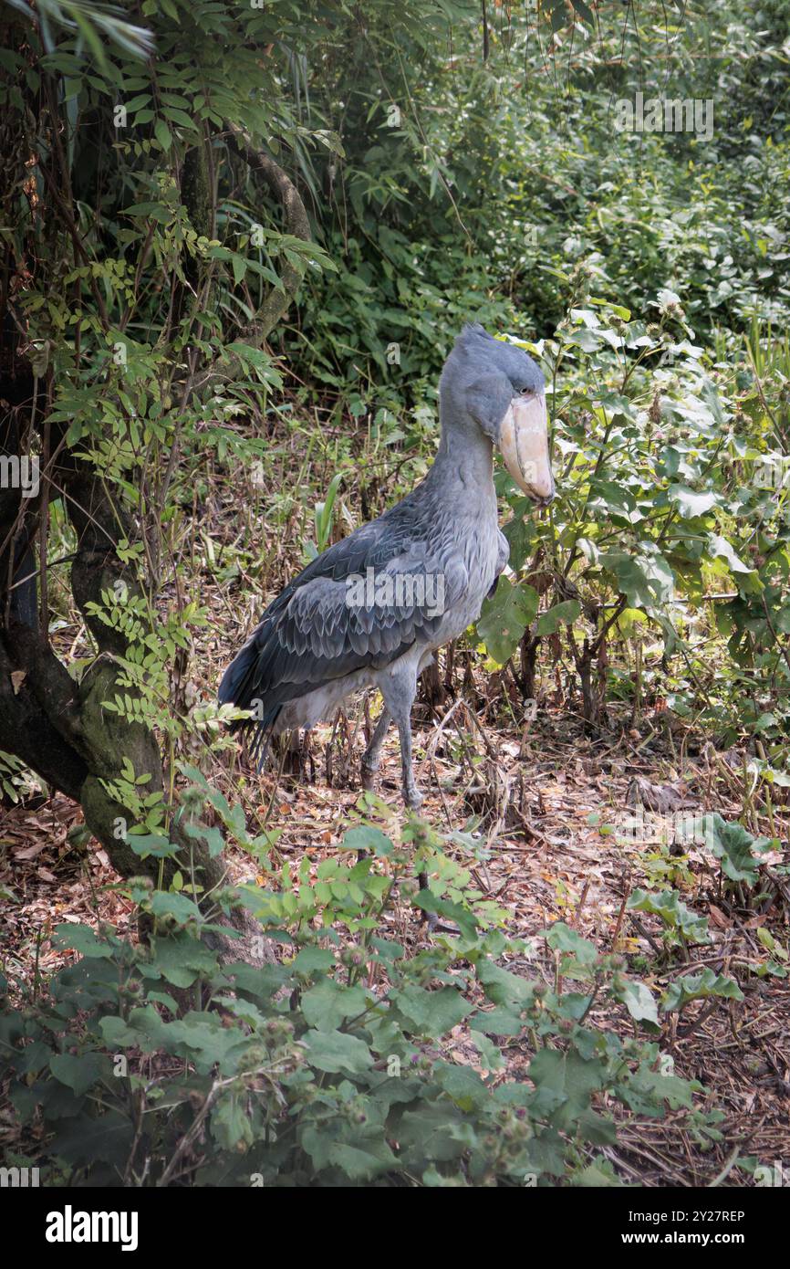 Shoebill (Balaeniceps rex) aka Whalebill, cigogne à tête de baleine, cigogne à bec de chaussure au Pairi Daiza à Brugelette, Belgique Banque D'Images