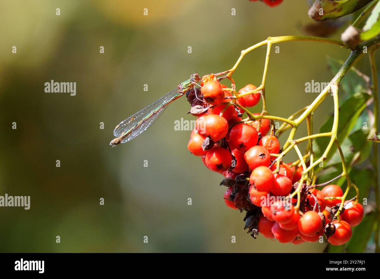 Damselfly reposant sur des fruits Banque D'Images