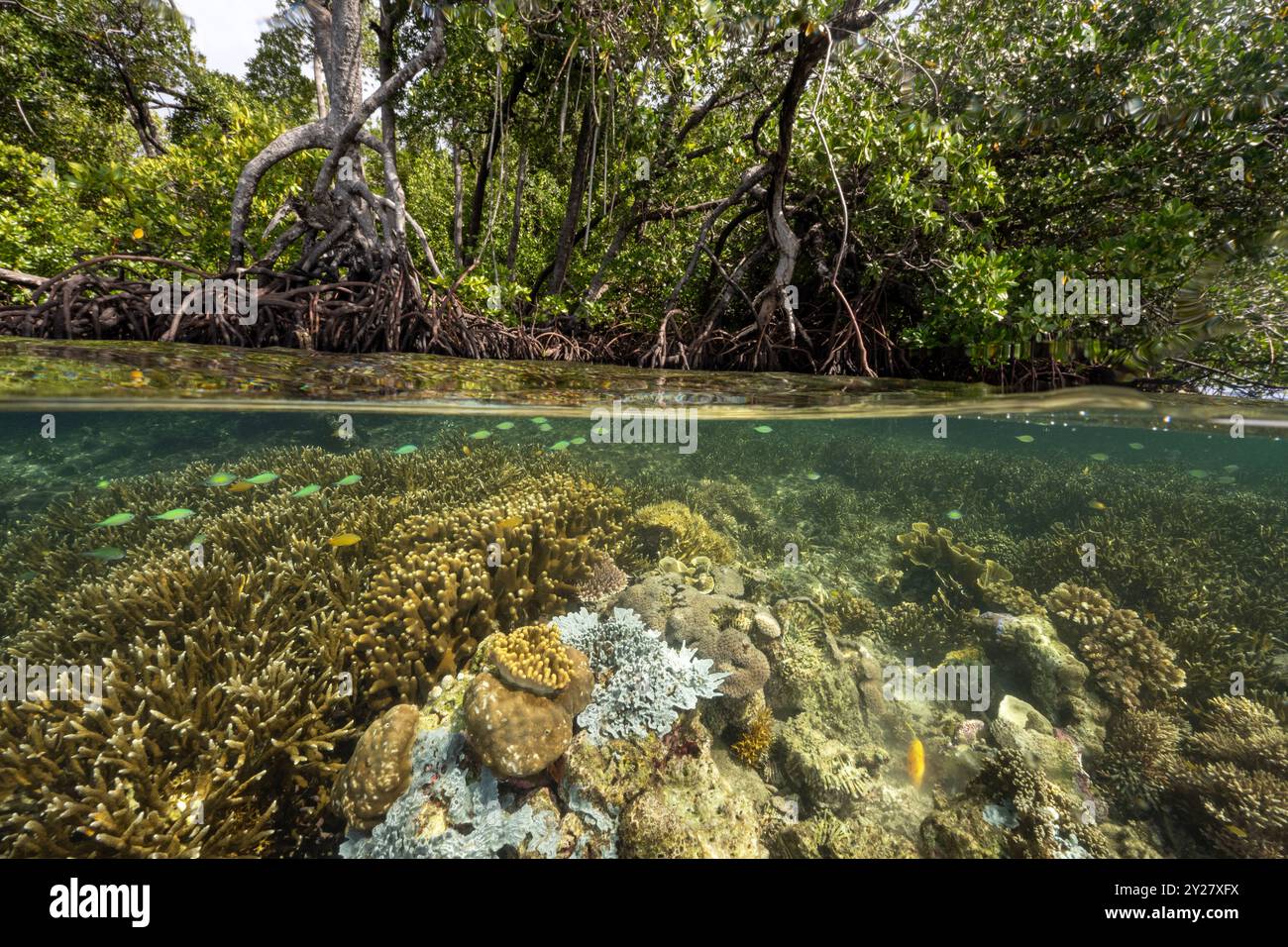 Forêt de mangroves et récifs de corail en coupe, Gam Island Raja Ampat Indnonesia. Banque D'Images