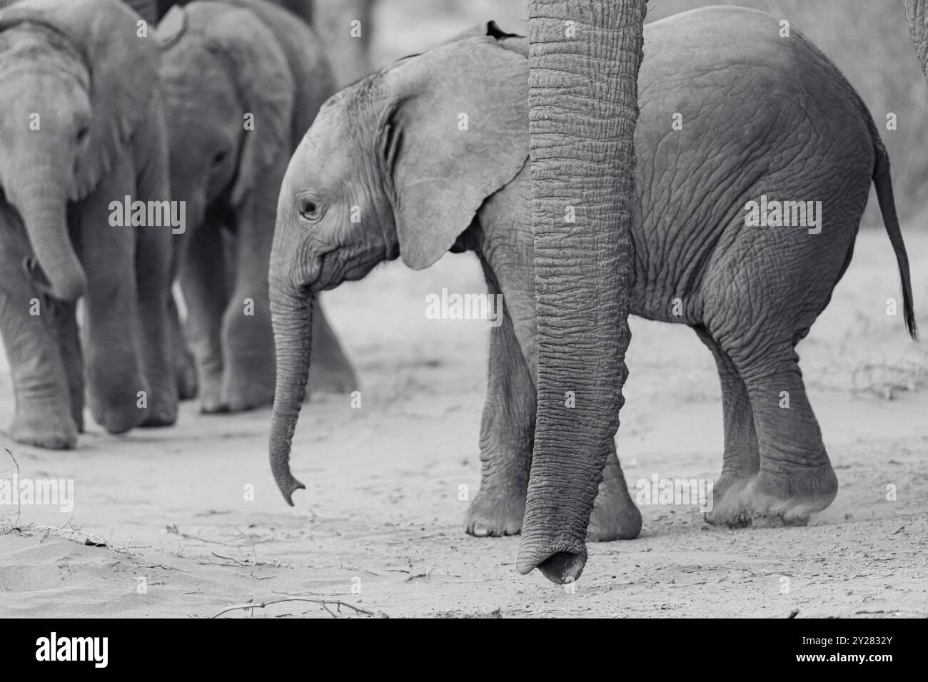 Bébé éléphant(s) adapté(s) au désert (Loxodonta africana) en Namibie, Afrique Banque D'Images