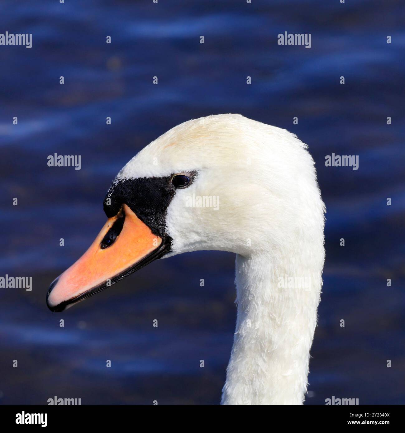 Tête et cou d'un cygne muet adulte (cygnus olor), baie de Cardiff, Galles du Sud, Royaume-Uni. Prise en septembre 2024 Banque D'Images