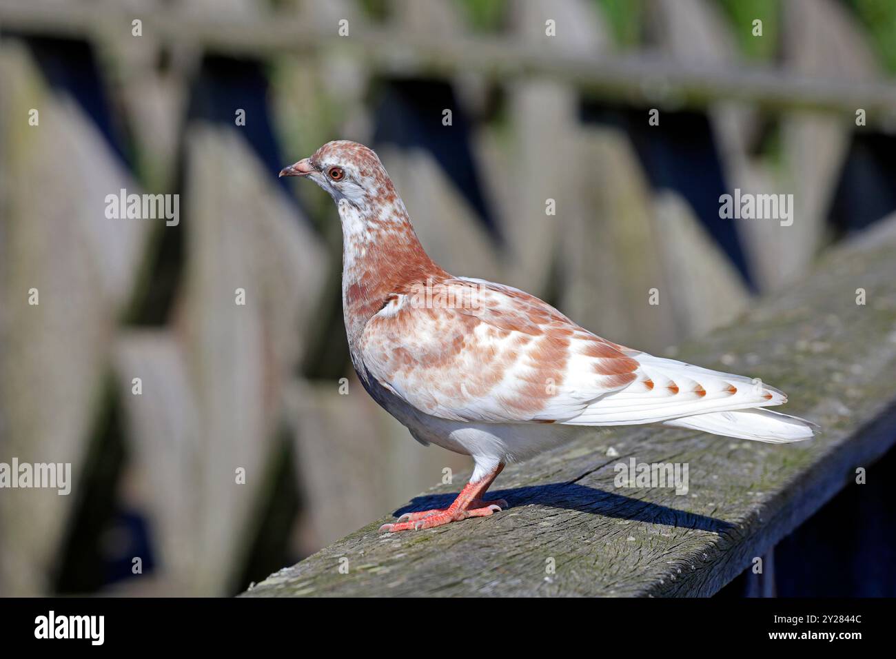 Pigeon sauvage moucheté, marqué de manière attrayante, baie de Cardiff, pays de Galles du Sud, Royaume-Uni. Prise en septembre 2024 Banque D'Images