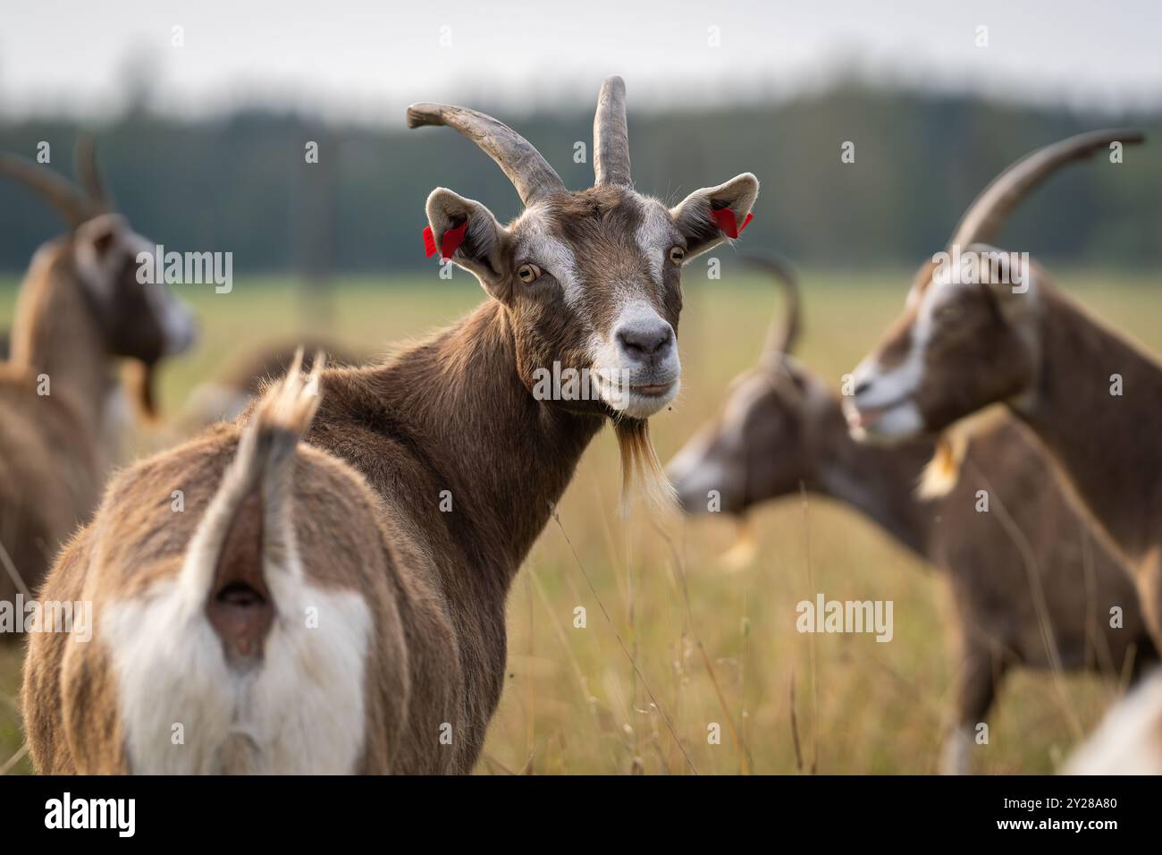Chèvres domestiques (Capra hircus) dans la nature. Chèvre marron-blanc marbré avec des cornes courbées sur une prairie en automne. Banque D'Images