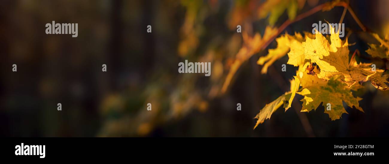 Feuilles jaunes d'automne d'un érable sur fond de forêt sombre avec espace de copie, format panoramique Banque D'Images
