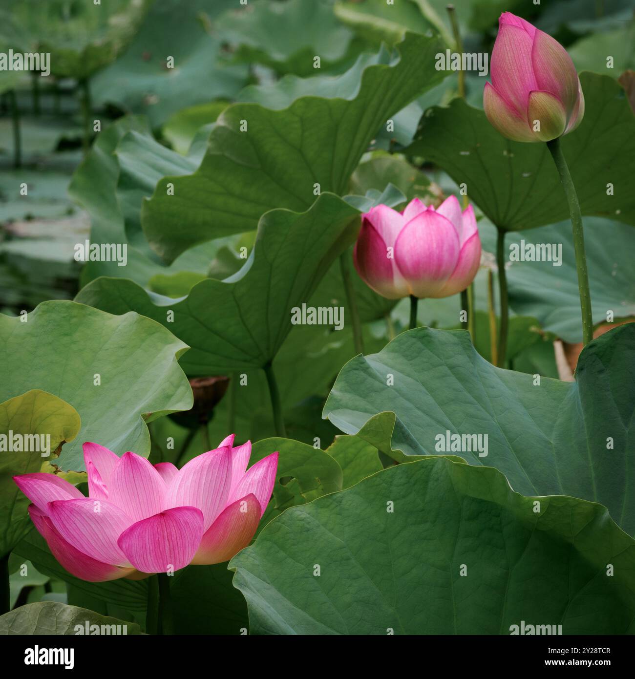 Trio de fleurs de lotus, Green Spring Gardens, Alexandria, va, États-Unis Banque D'Images