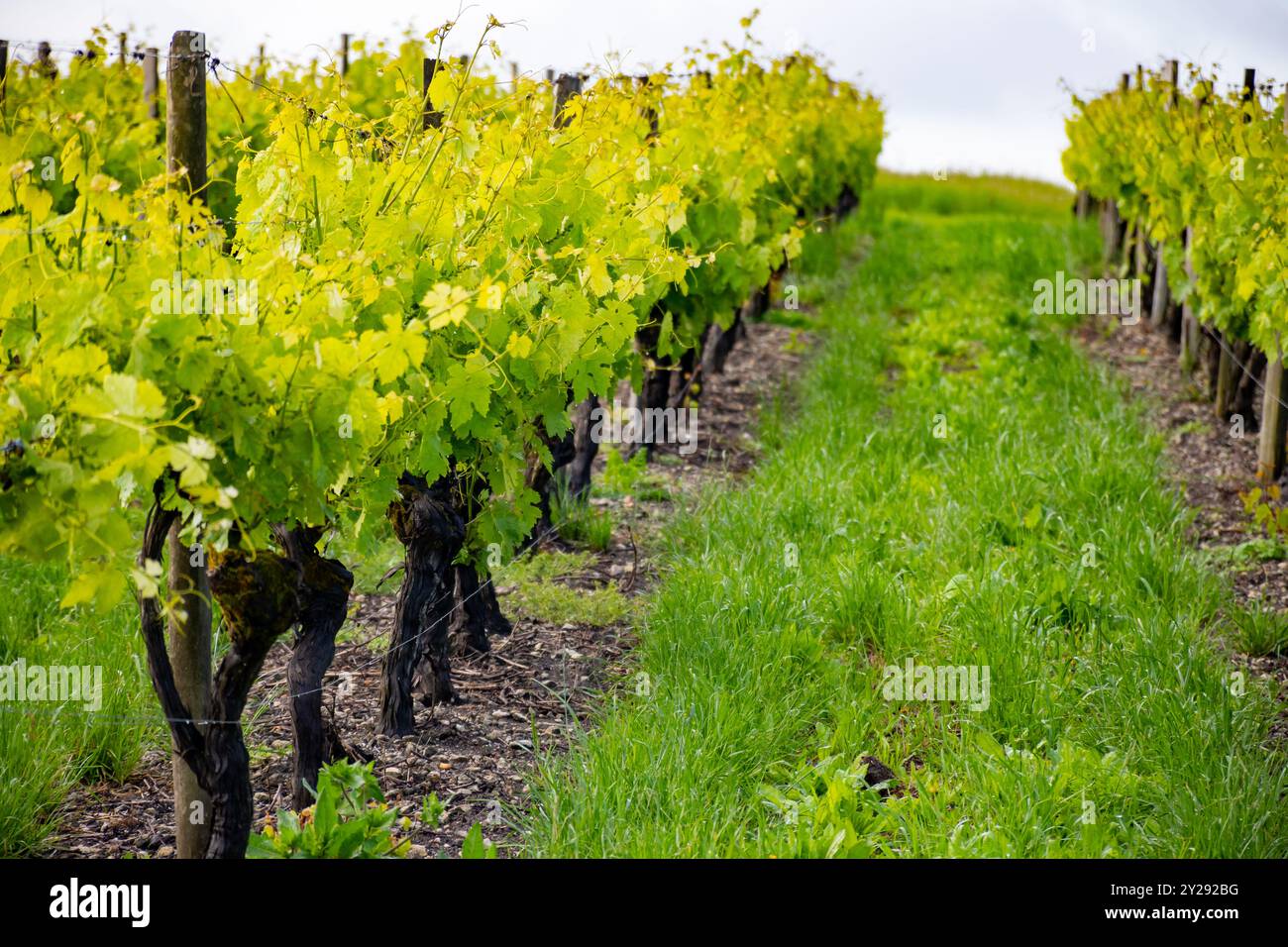 Été sur les vignobles de la région des vins blancs de Cognac, Charente, raisin blanc ugni blanc utilisations pour la distillation des spiritueux forts de Cognac et la vinification, France, Banque D'Images