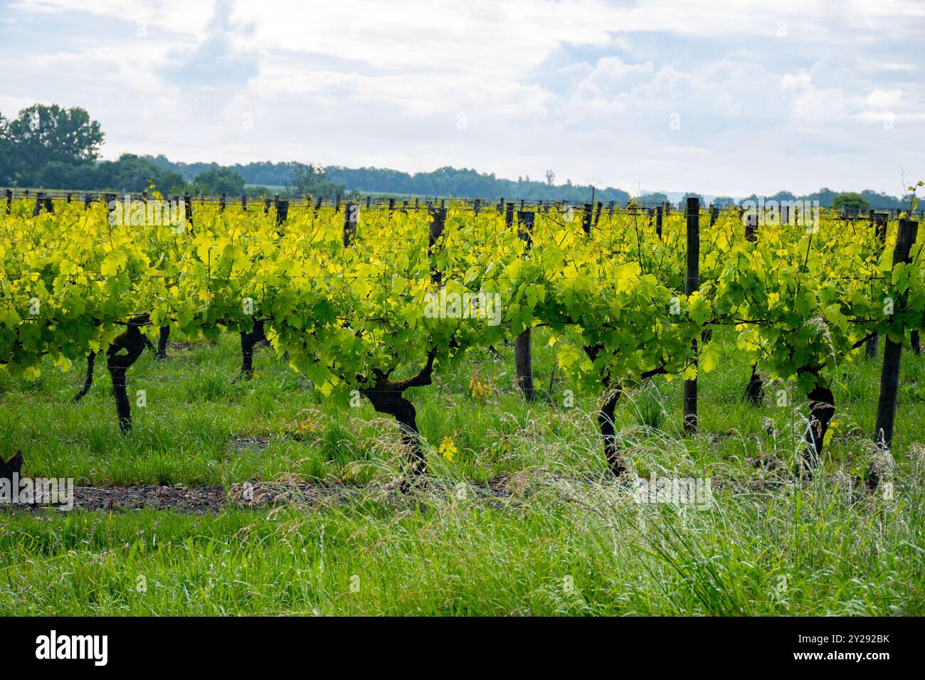 Été sur les vignobles de la région des vins blancs de Cognac, Charente, raisin blanc ugni blanc utilisations pour la distillation des spiritueux forts de Cognac et la vinification, France, Banque D'Images