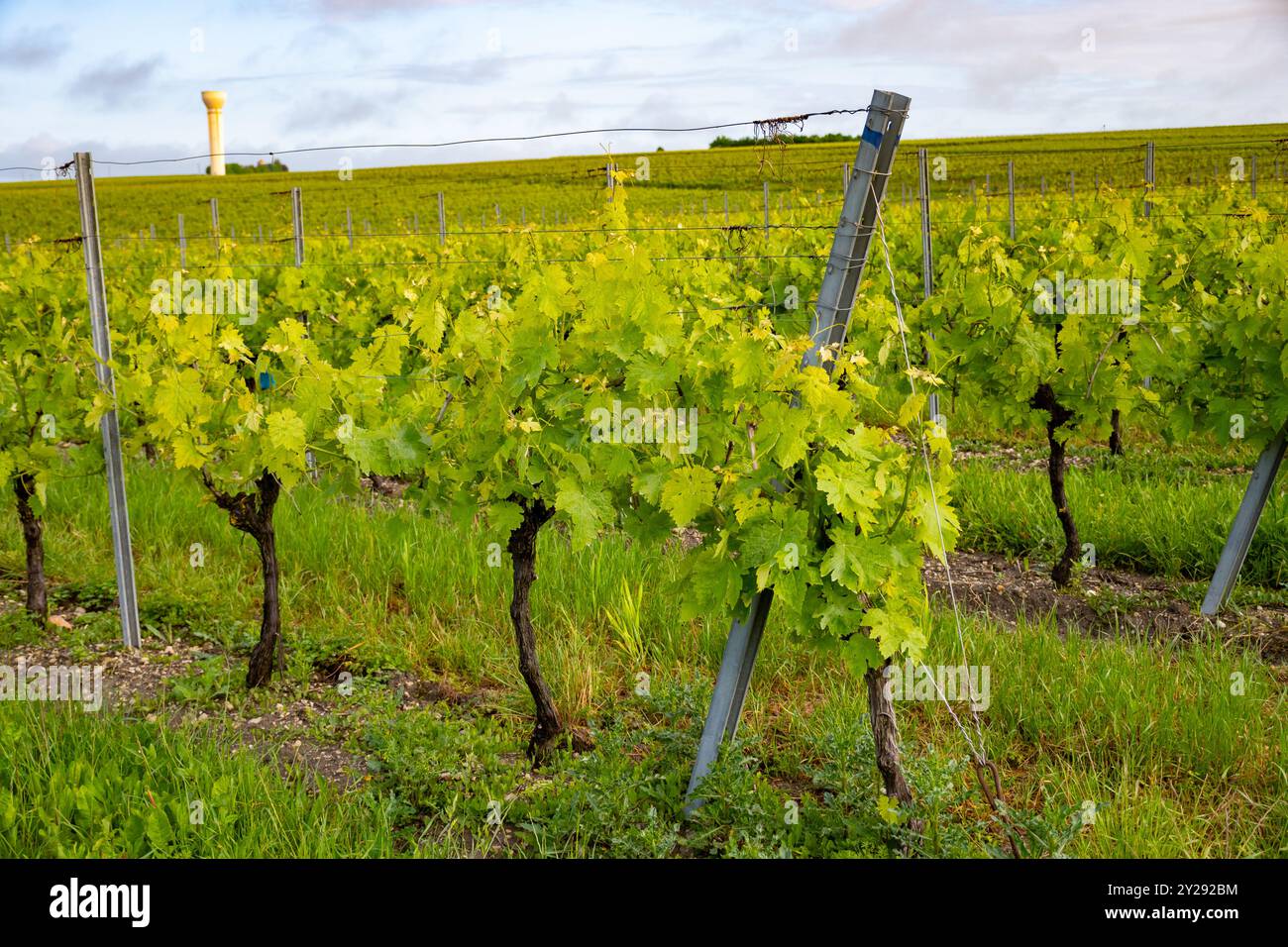 Été sur les vignobles de la région des vins blancs de Cognac, Charente, raisin blanc ugni blanc utilisations pour la distillation des spiritueux forts de Cognac et la vinification, France, Banque D'Images