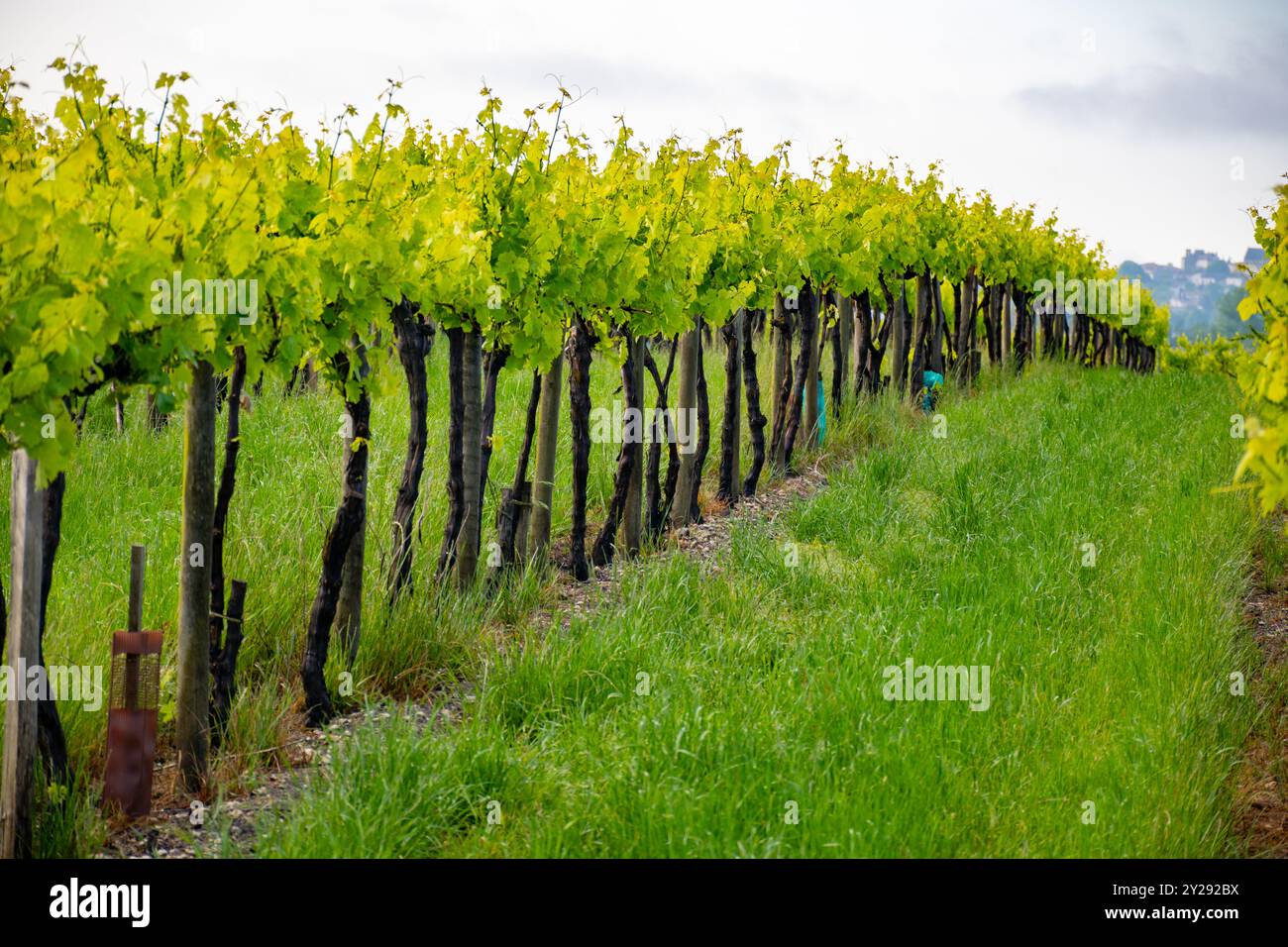 Été sur les vignobles de la région des vins blancs de Cognac, Charente, raisin blanc ugni blanc utilisations pour la distillation des spiritueux forts de Cognac et la vinification, France, Banque D'Images