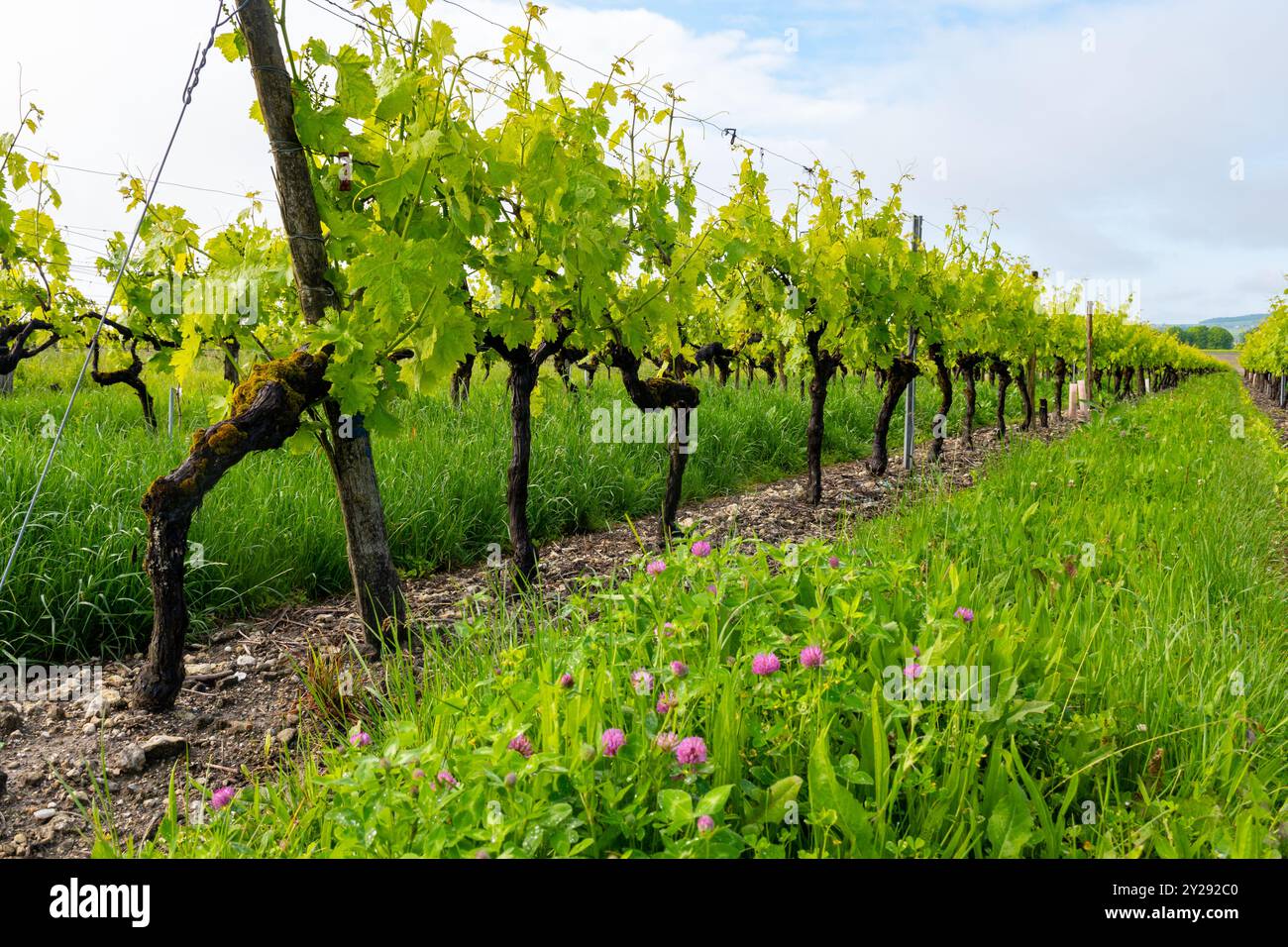 Été sur les vignobles de la région des vins blancs de Cognac, Charente, raisin blanc ugni blanc utilisations pour la distillation des spiritueux forts de Cognac et la vinification, France, Banque D'Images