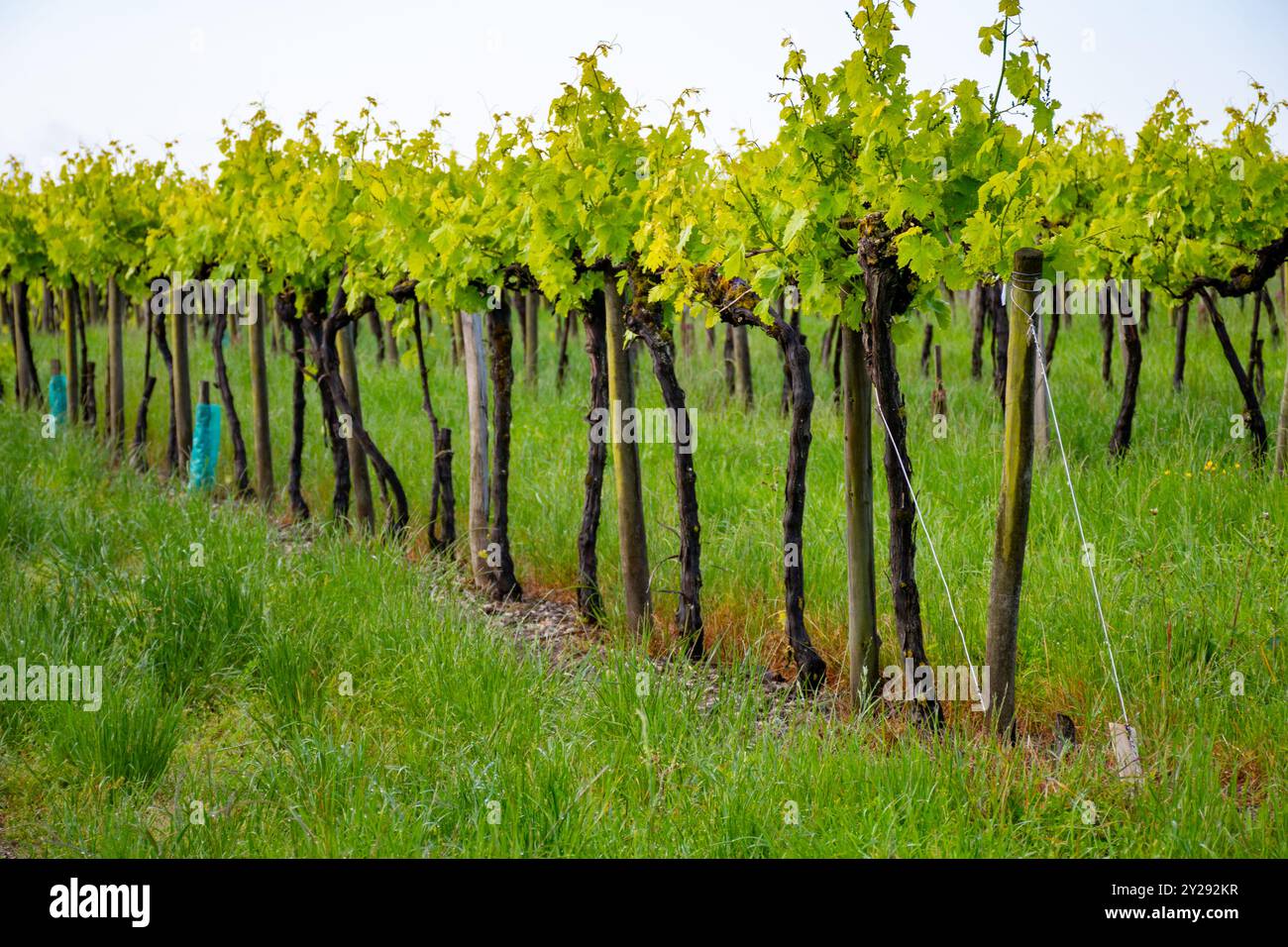 Été sur les vignobles de la région des vins blancs de Cognac, Charente, raisin blanc ugni blanc utilisations pour la distillation des spiritueux forts de Cognac et la vinification, France, Banque D'Images