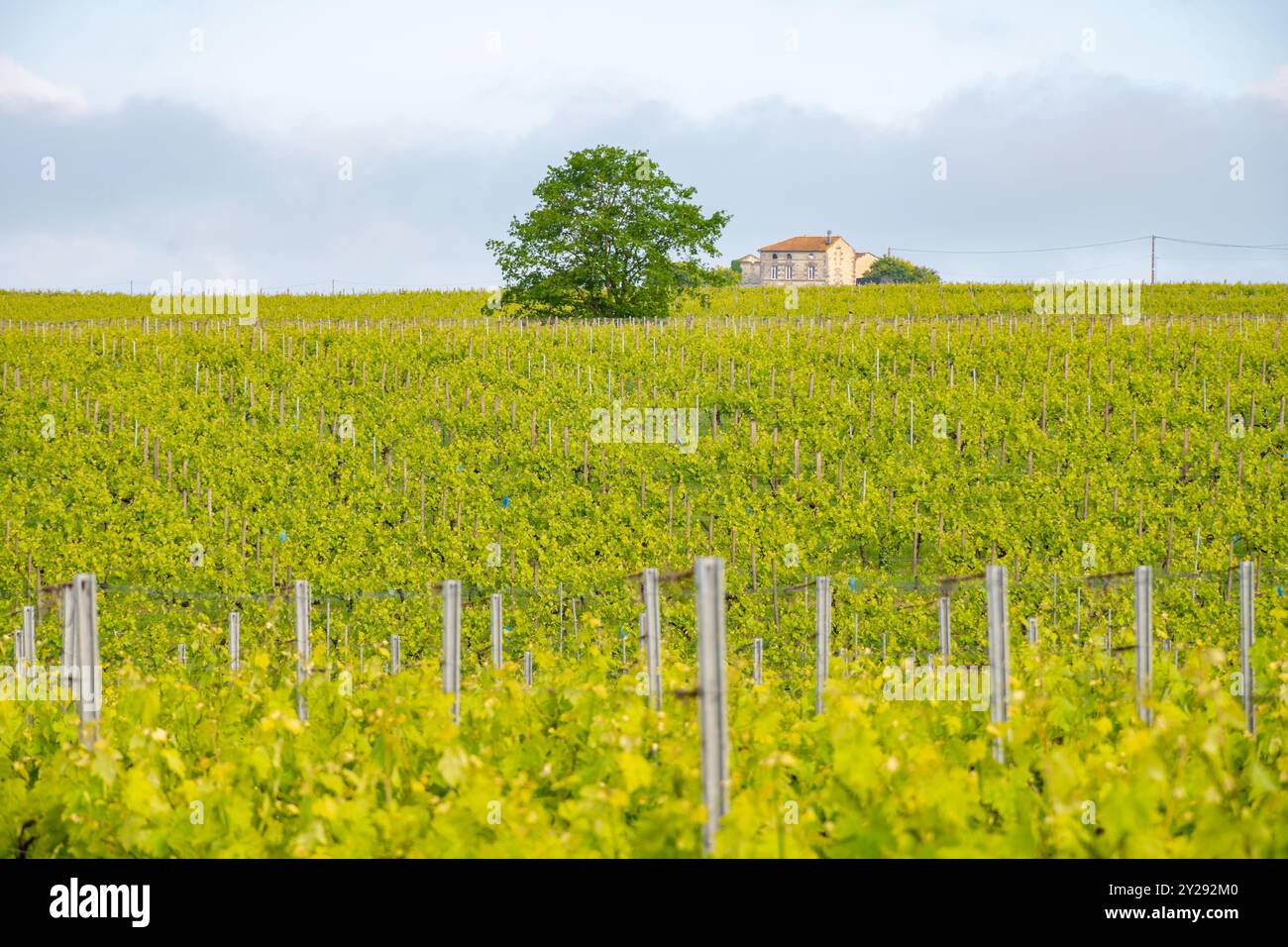 Été sur les vignobles de la région des vins blancs de Cognac, Charente, raisin blanc ugni blanc utilisations pour la distillation des spiritueux forts de Cognac et la vinification, France, Banque D'Images