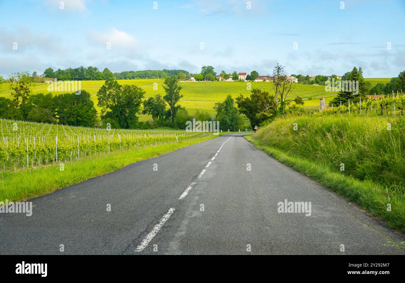 Été sur les vignobles de la région des vins blancs de Cognac, Charente, raisin blanc ugni blanc utilisations pour la distillation des spiritueux forts de Cognac et la vinification, France, Banque D'Images