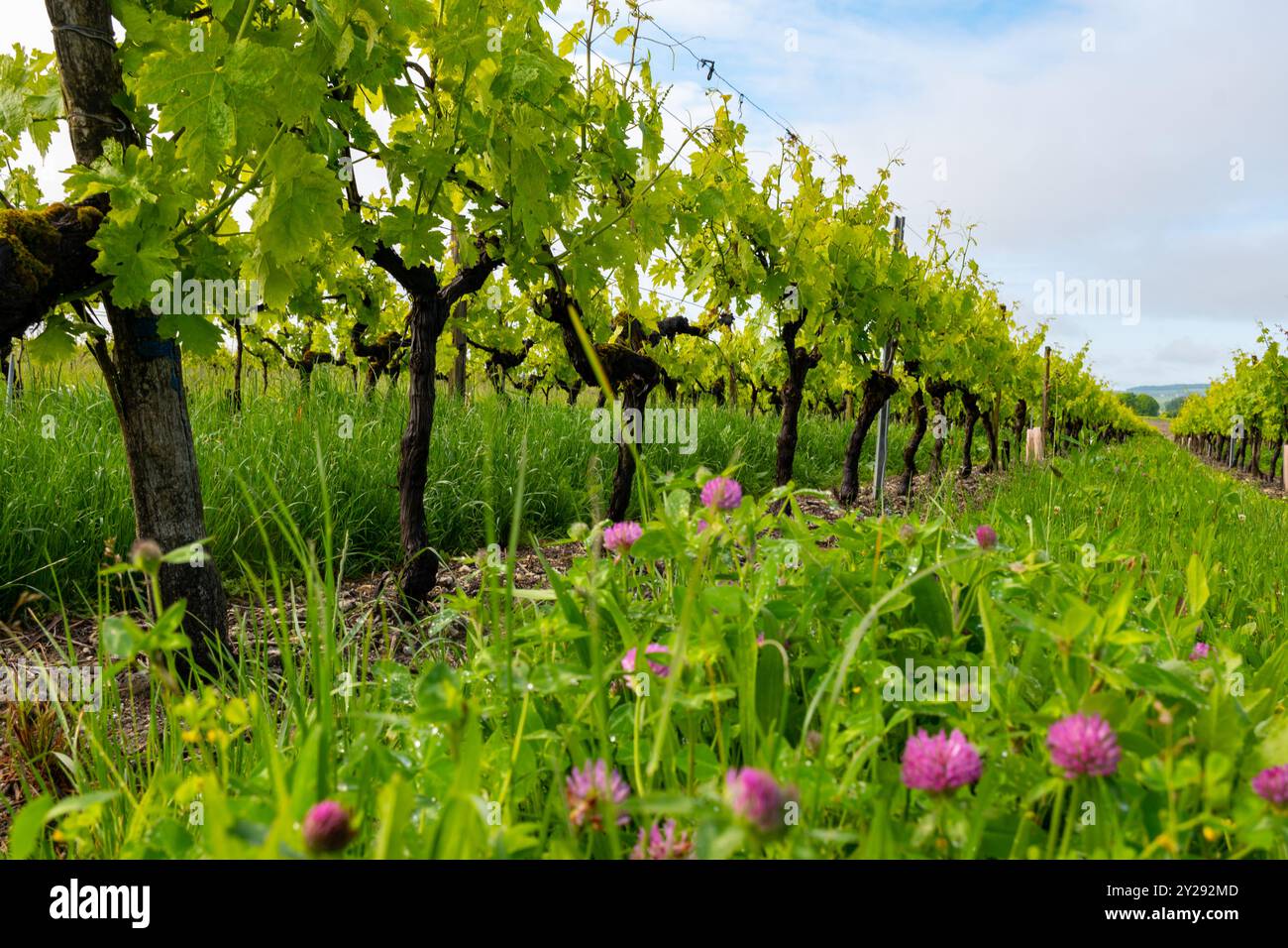Été sur les vignobles de la région des vins blancs de Cognac, Charente, raisin blanc ugni blanc utilisations pour la distillation des spiritueux forts de Cognac et la vinification, France, Banque D'Images