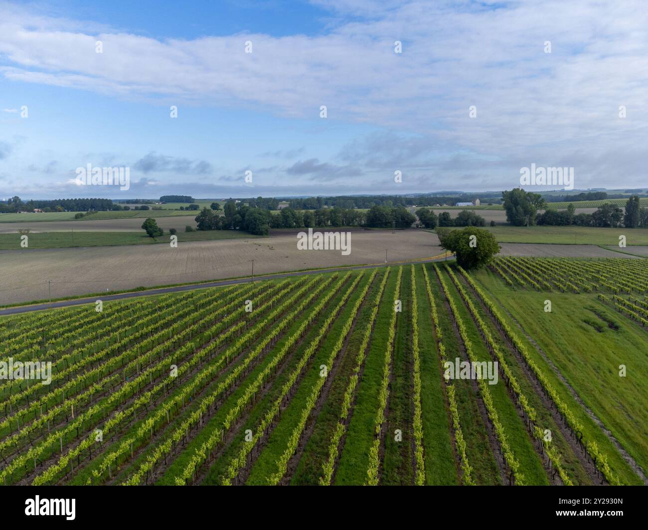 Été sur les vignobles de la région des vins blancs de Cognac, Charente, raisin blanc ugni blanc utilisations pour la distillation des spiritueux forts de Cognac et la vinification, France, Banque D'Images