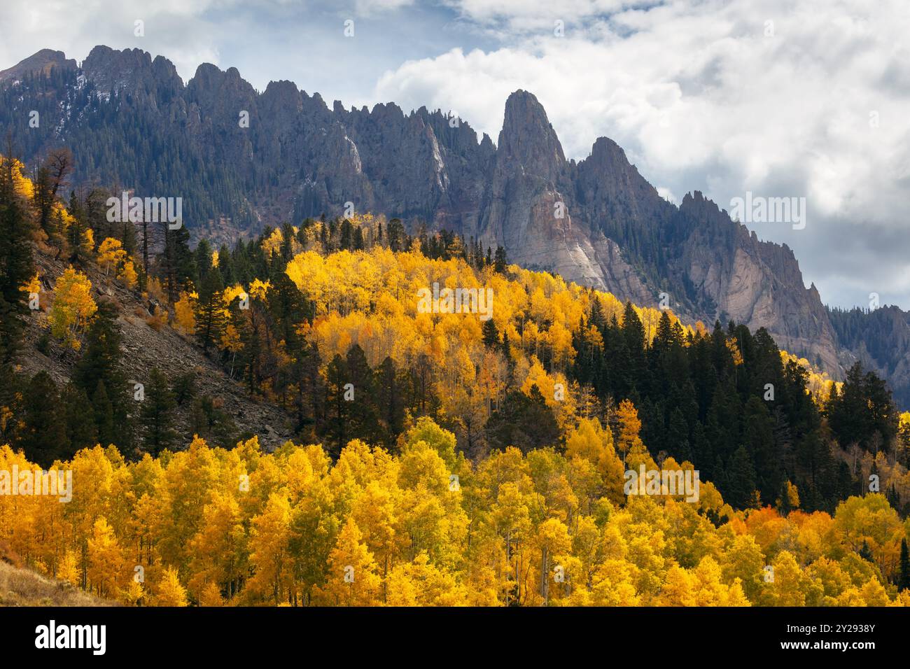 Feuillage d'automne dans le Colorado. Arbres de sapins d'automne le long de la route panoramique de San Juan Banque D'Images