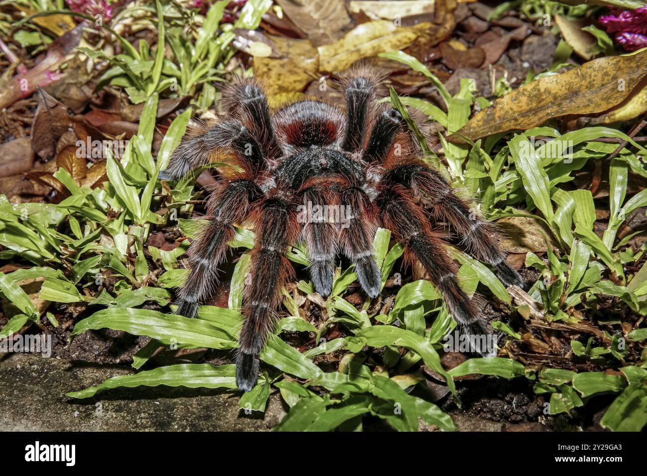 Gros plan d'une tarentule rose de saumon brésilien assise dans l'herbe verte, Pantanal Wetlands, Mato Grosso, Brésil, Amérique du Sud Banque D'Images