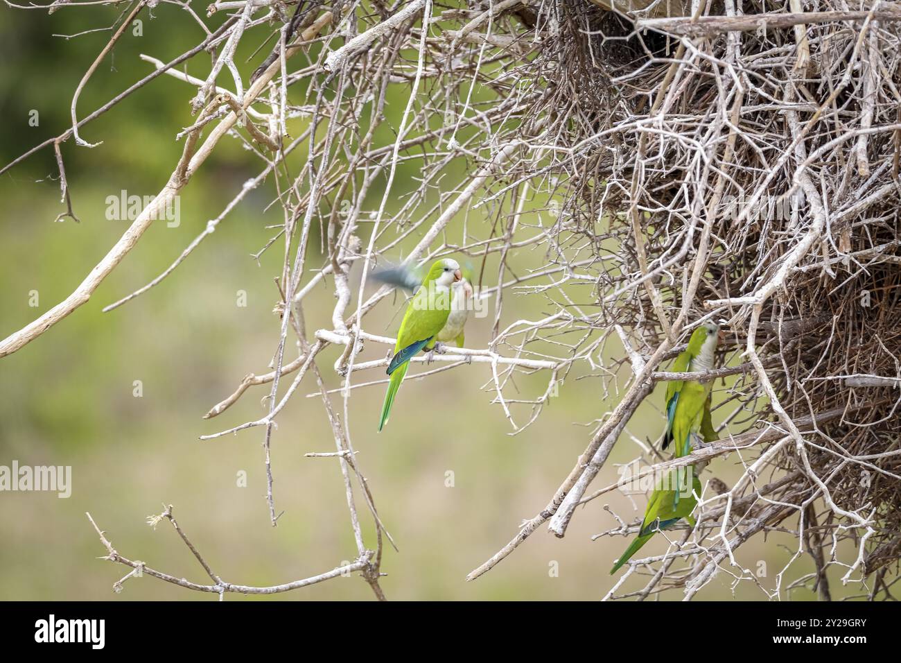 Perruches moines perchées sous un nid Jabiru, l'utilisant comme nid, aussi. Zones humides du Pantanal, Mato Grosso, Brésil, Amérique du Sud Banque D'Images