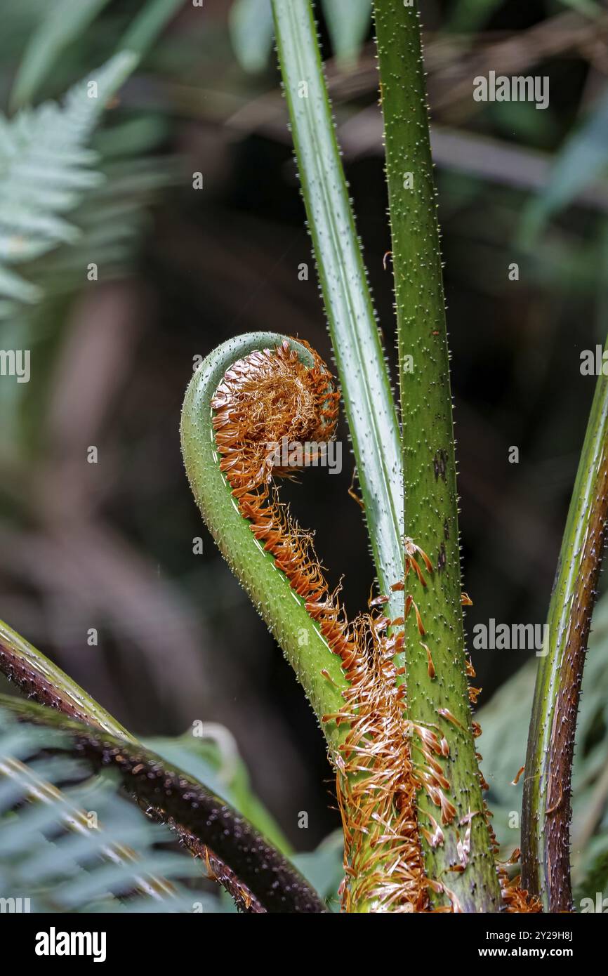 Gros plan d'une nouvelle feuille de fougère, Itatiaia, Brésil, Amérique du Sud Banque D'Images