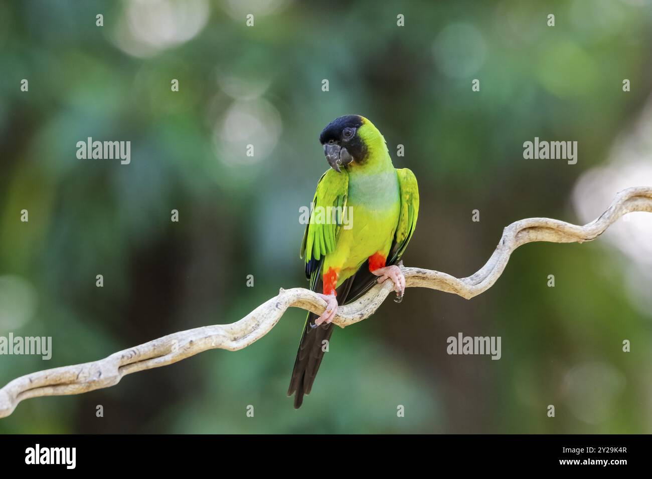 Perruche de Nanday perchée sur une branche sur fond naturel défocalisé, Pantanal Wetlands, Mato Grosso, Brésil, Amérique du Sud Banque D'Images