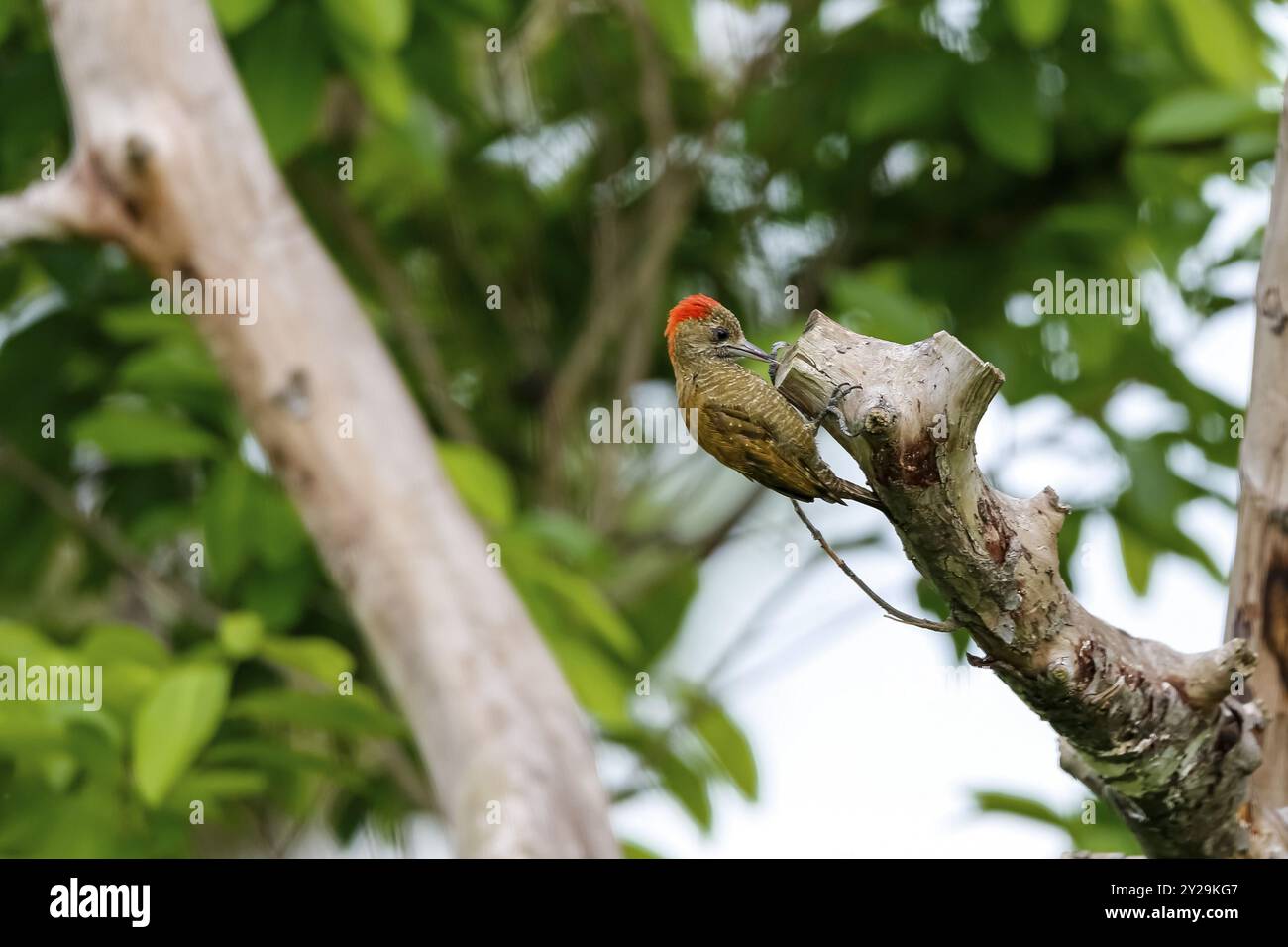 Petit pic-bois de recherche dans une branche d'arbre, Pantanal Wetlands, Mato Grosso, Brésil, Amérique du Sud Banque D'Images