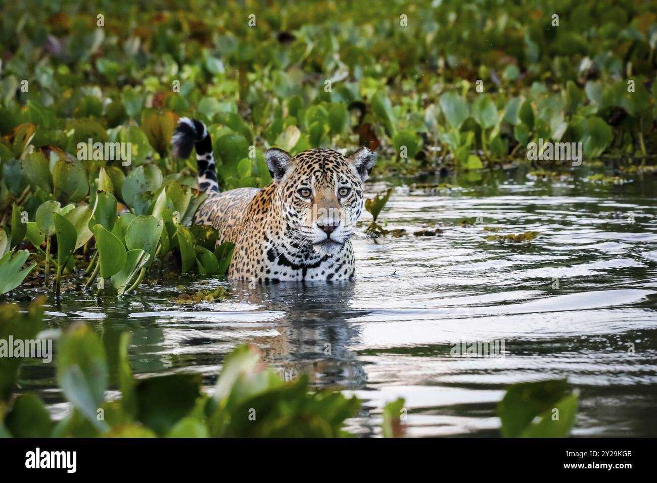 Gros Plan D une Jeune Jaguar Debout Dans Des Eaux Peu Profondes Avec gros-plan-d-une-jeune-jaguar-debout-dans-des-eaux-peu-profondes-avec