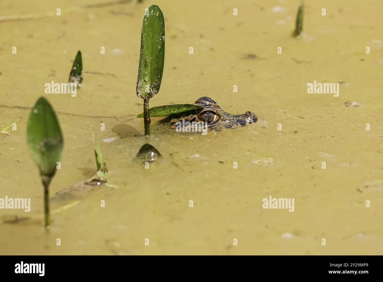 Tête d'un petit caïman Yacare sur la surface d'une rivière boueuse avec quelques plantes vertes, Pantanal Wetlands, Mato Grosso, Brésil, Amérique du Sud Banque D'Images