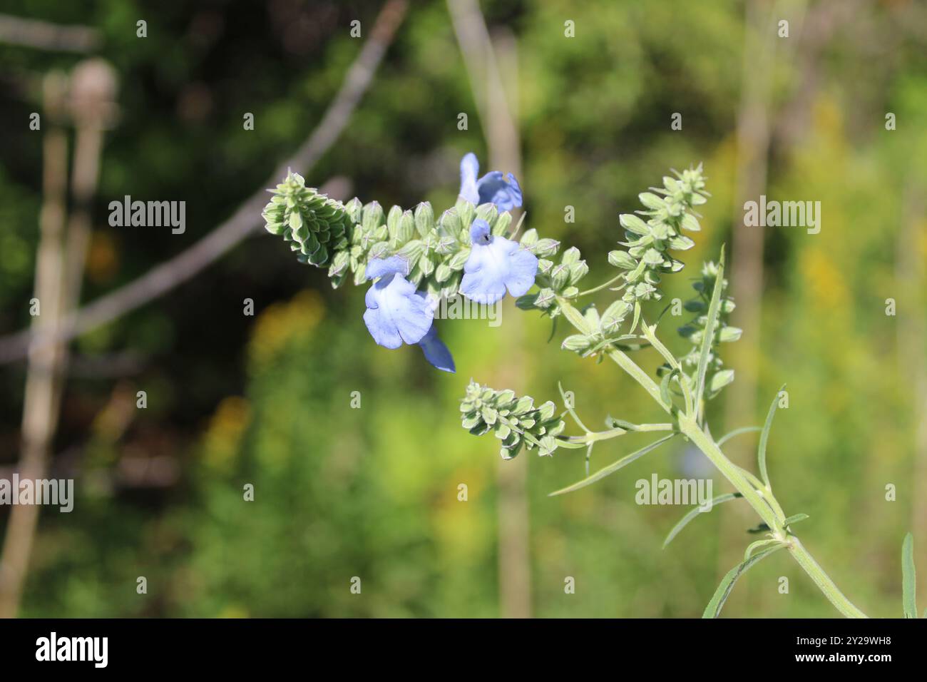 Sauge bleue sauvage penchée au soleil brillant à Morton Grove, Illinois Banque D'Images