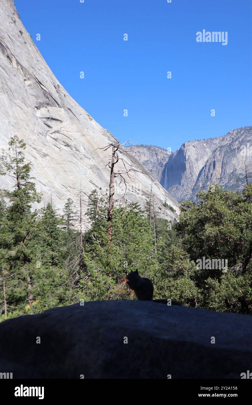 Silhouette d'écureuil contre le feuillage Yosemite et la montagne rocheuse en toile de fond avec ciel bleu Banque D'Images