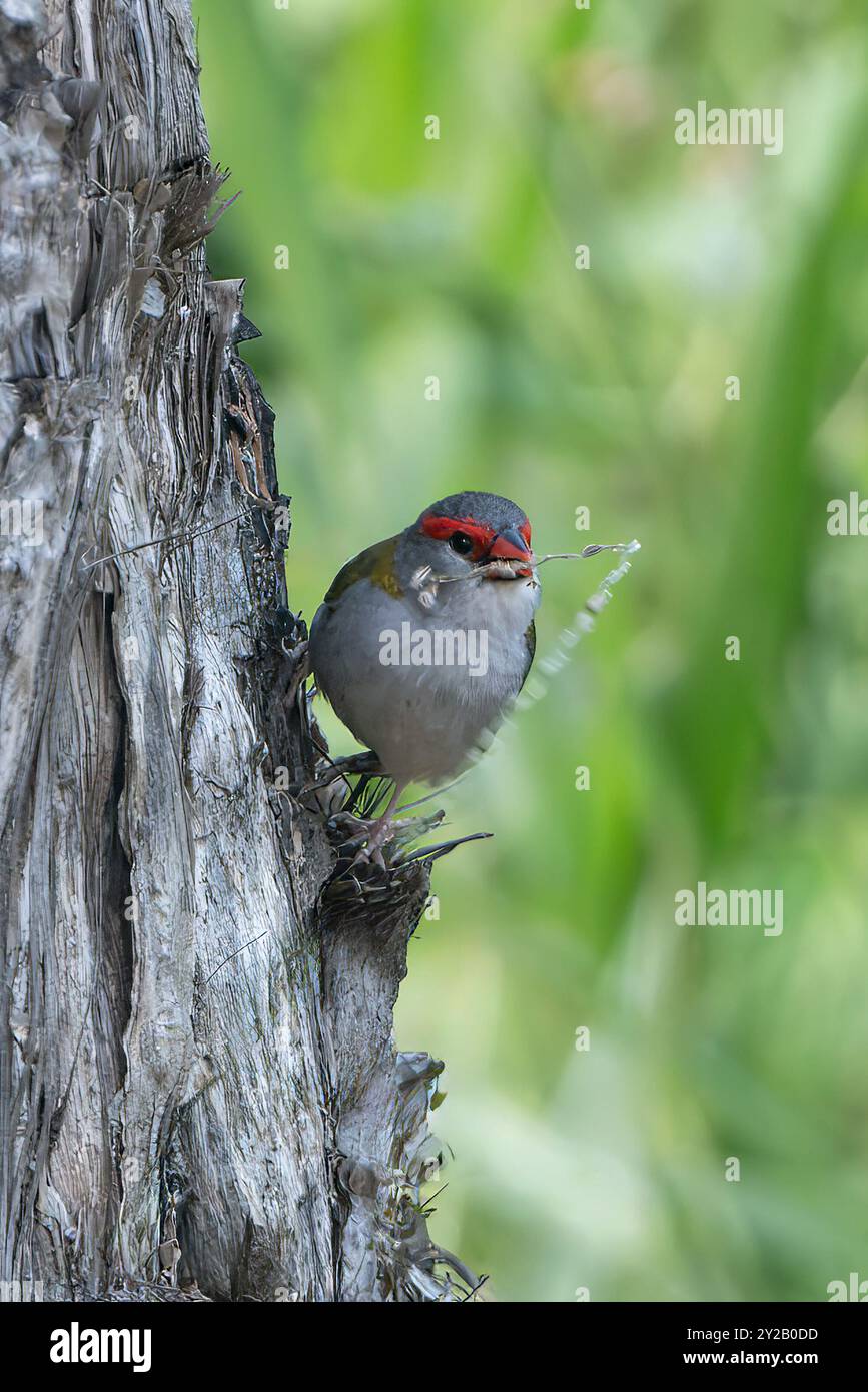 Finish à sourcils rouges (Neochmia temporalis) collectant du matériel de nidification, Davies Creek National Park, Far North Queensland, Australie Banque D'Images
